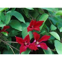 Clematis Texensis Gravetye Beauty 3 Litre Climber Plant