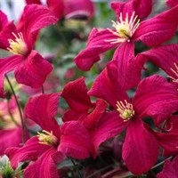 Clematis viticella Madame Julia Correvon Climber 3L Pot