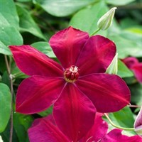 Clematis Westerplatte Climber 3L Pot