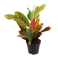 Codiaeum Croton Var. Gr Excellent Houseplant 13cm Pot