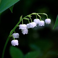 Convallaria Majalis Perennial Plant 9cm Pot - Set of 3