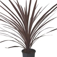 Cordyline Australis Red Shrub - 13cm Pot