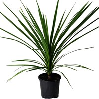 Cordyline Green - 3 x 13cm Pot