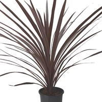 Cordyline Red - 3 x 13cm Pot