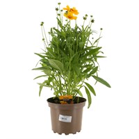 Coreopsis Corey 2L Pot Bedding