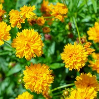 Coreopsis Early Sunrise Perennial Plant 9cm Pot - Set of 3