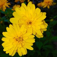 Coreopsis Golden Sphere Perennial Plant 2L - Set of 3