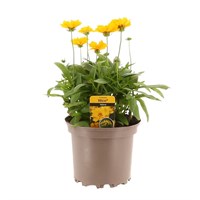 Coreopsis Illico Yellow 2L Pot Bedding 