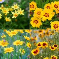 Coreopsis Perennial Set - Mixed Colours - 3 x 2L Pots