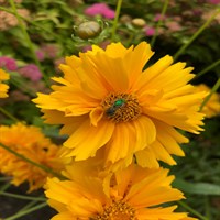 Coreopsis Presto Perennial Plant 9cm Pot - Set of 3