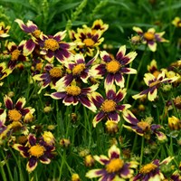 Coreopsis Solar Fancy 2L Pot - Set of 3