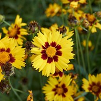 Coreopsis Solar Moon Perennial Plant 2L Pot - Set of 3