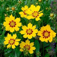 Coreopsis UpTick Gold Bronze Perennial Plant 2L Pot - Set of 3