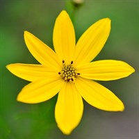 Coreopsis vert Zagreb Perennial Plant 9cm Pot - Set of 3