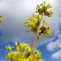 Cornus 'Officinalis' Tree