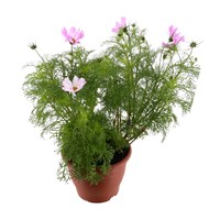 Cosmos Assorted 6.5L Pot Bedding