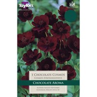 Taylors Bulbs Cosmos Atrosanguineus (Chocolate Plant) (Single Pack) (TS726)