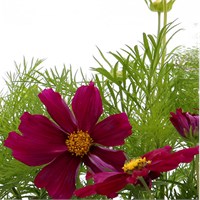 Cosmos Casanova Red 6 Pack Boxed Bedding