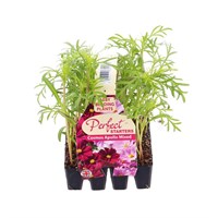 Cosmos Mixed 20 Baby Bedding Cell Plug Plants