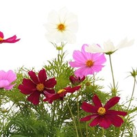 Cosmos Mixed Jumbo 6 Pack Boxed Bedding