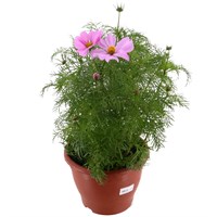 Cosmos Pink 6.5L Pot Bedding