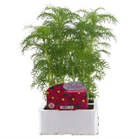 Cosmos Sonata Carmine 6 Pack Boxed Bedding