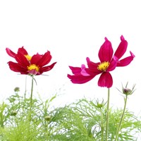 Cosmos Sonata Mixed 6 Pack Boxed Bedding