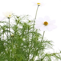 Cosmos Sonata White 6 Pack Boxed Bedding