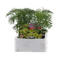 Cosmos Xanthos Yellow 6 Pack Boxed Bedding