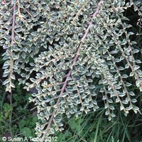 Cotoneaster 'Variegatus' - 4L Pot