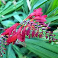 Crocosmia Emberglow Perennial Plant 9cm Pot - Set of 3