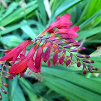 Crocosmia Emberglow Perennial Plant 2L Pot - Set of 3