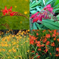 Crocosmia Perennial Set - Mixed Colours - 6 x 9cm Pots