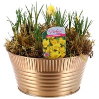 Crocus Low Gold Metal Bowl Spring Bulb Planter