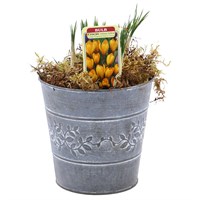 Crocus Small Metal Decorative Tin Spring Bulb Planter