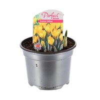 Crocus Yellow 10.5cm Pot Bedding Bulbs