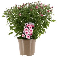 Chrysanthemum Garden Mum Pink 2L Pot Bedding