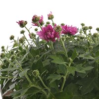 Chrysanthemum Poppins Prelude Rose Super 6 Pack Boxed Bedding