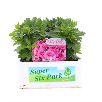 Chrysanthemum Poppins Prelude Rose Super 6 Pack Boxed Bedding