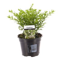 Cuphea White 13cm Pot Bedding 