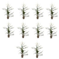Cupressocyparis Leylandii Castlewellan - 5L Pot - Set of 10