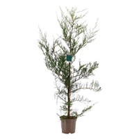 Cupressocyparis x Leylandii - 4L Pot