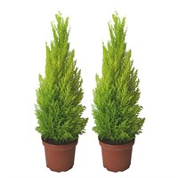 Cupressus Macrocarpa Goldcrest Lemon Scented Conifer Shrub 13cm Pot - Set of 2