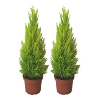 Cupressus Macrocarpa Goldcrest Lemon Scented Conifer Shrub 13cm Pot - Set of 2