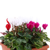 Cyclamen 19cm Square Sonja Pot Bedding 