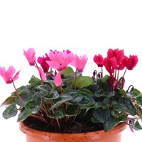 Cyclamen 20cm Sabina Bedding Planter 