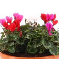 Cyclamen 27cm Bedding Bowl Planter 
