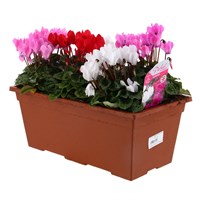 Cyclamen 40cm Bedding Planted Trough