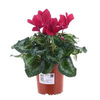 Cyclamen Dark Pink Indoor Houseplant - 13cm Pot