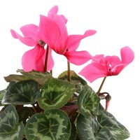 Cyclamen Large Flower Dark Pink 13cm Pot Bedding 